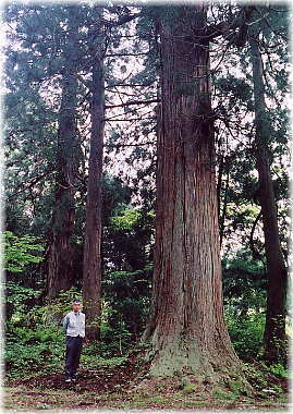 �摜�F��O�R�_�Ђ̃X�M�i���ƕ��ԁj