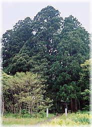 �摜�F��O�R�_�ЁX�p