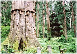 画像：爺杉と五重塔