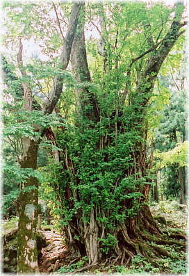 画像:白山神社のカツラ