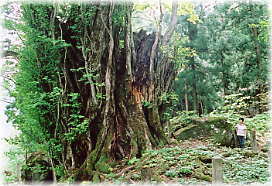 画像:白山神社のカツラ(幹と並ぶ)