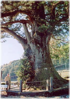 画像:鼻崎の大スギ(幹と並ぶ)