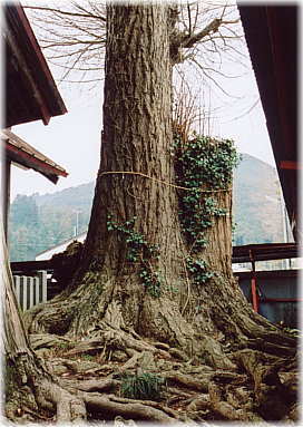 画像:原市場白鬚神社のイチョウ