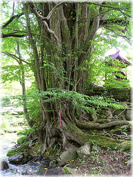 画像:端神の大桂