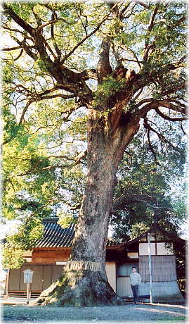 画像:羽鳥浅間神社のクスノキ(幹と並ぶ)