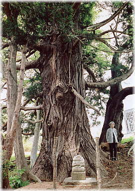 画像:林の大杉(幹と並ぶ)