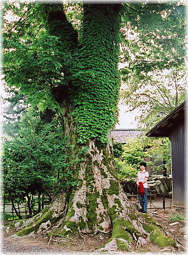 画像:東超勝寺のケヤキ(幹と並ぶ)
