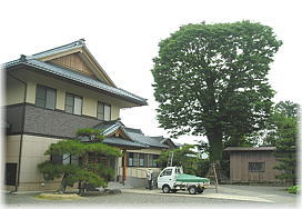 画像:東超勝寺のケヤキ(全景)
