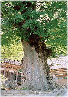 画像:延暦寺のケヤキ