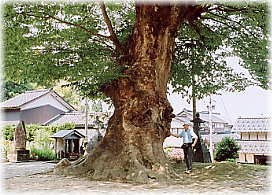 画像:延暦寺のケヤキ(幹と並ぶ)
