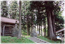 画像:日鷲神社の男スギ_2
