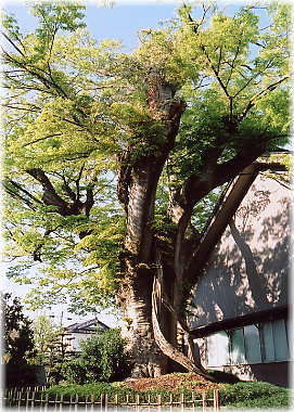 画像:本誓寺のケヤキ