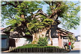 画像:本誓寺のケヤキ(幹と並ぶ)