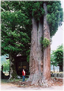 画像:細野白山神社のスギ(幹と並ぶ)