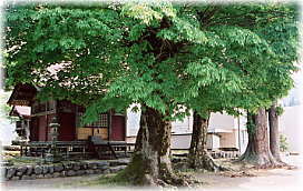 画像:細野白山神社