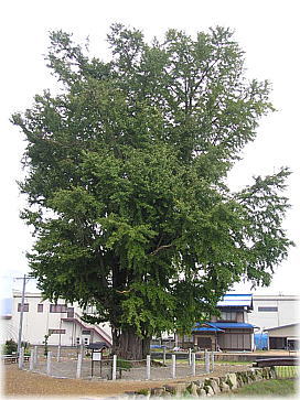 画像:堀田森の大イチョウ(全景)