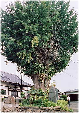 画像:宝林寺のイチョウ(幹と並ぶ)