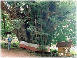 画像:法量のイチョウ(幹と並ぶ)