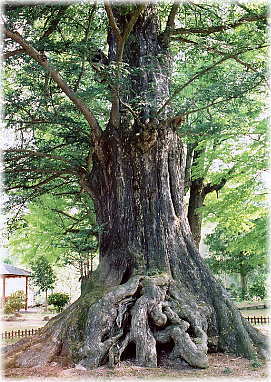 画像:法龍寺のカヤ_1