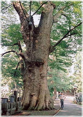 画像:宝蔵寺のケヤキ(幹と並ぶ)