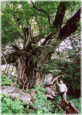 画像:市野々の大クリ(幹と並ぶ)