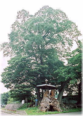 画像:出川の欅(全景)