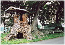 画像:出川の欅