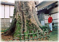 画像:井口ケヤキ(幹と並ぶ)