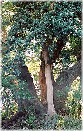 画像:入野八幡神社の楠