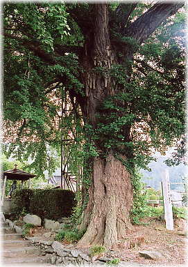 画像:吉祥寺のイチョウ
