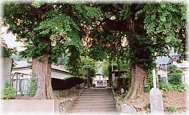 画像:吉祥寺のイチョウ