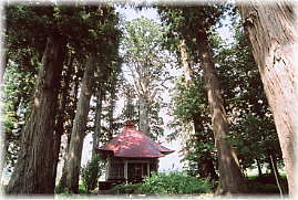 画像:石動神社の親スギ