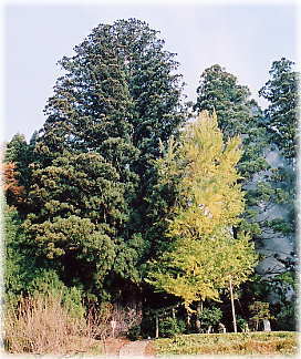 画像:八幡スギ(全景)