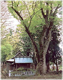 画像:五日町八幡社のケヤキ