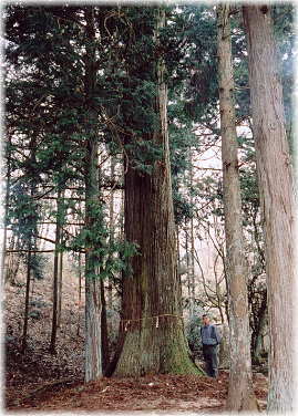画像:津島神社大杉(向かって左のスギ)(幹と並ぶ)