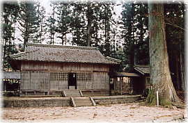 画像:津島神社大杉(向かって右のスギ)