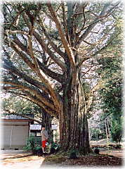 画像:自性寺のカヤ(幹と並ぶ)