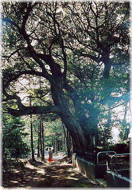 画像:自性寺のスダジイ(幹と並ぶ)