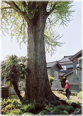 画像:覚正寺のイチョウ(幹と並ぶ)