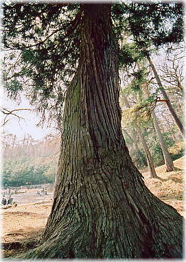 画像：五本杉のうち、最大の個体