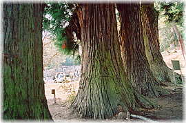 画像:五本杉