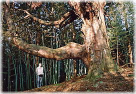 画像:上田子諏訪の大杉(幹と並ぶ)