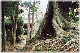 画像:小幡観音寺境内の大椎