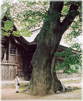 画像：八幡神社の大ケヤキ（向かって左）
