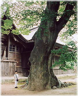 画像:八幡神社の大ケヤキ(向かって左)