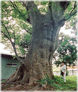画像:八幡神社の大ケヤキ(向かって右)