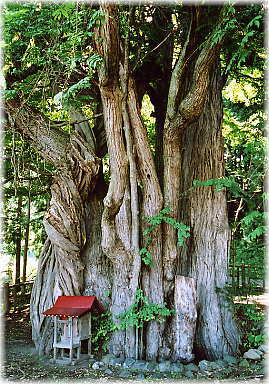 �摜�F�j��