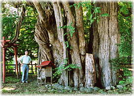 �摜�F�j���i���ƕ��ԁj