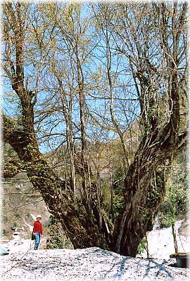 画像:桂台の大カツラ(幹と並ぶ)