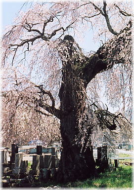 画像：川久保の枝垂れ桜
